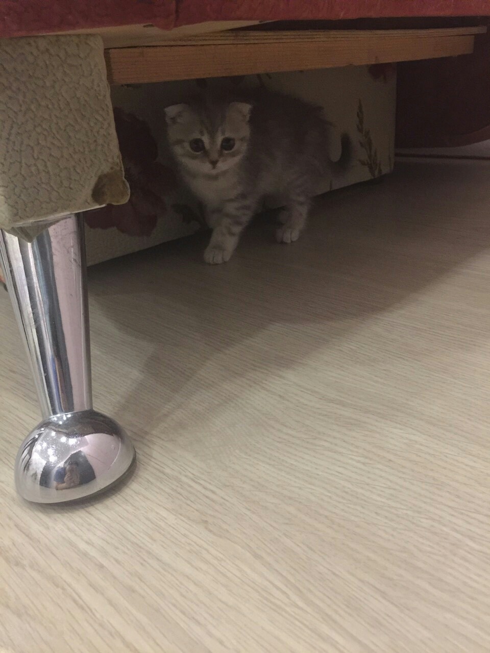Help me come up with a name for the kitten, girl! We have been trying to come up with a name for the kitty for the whole evening with my wife. - Scottish lop-eared, Nickname, Longpost, cat