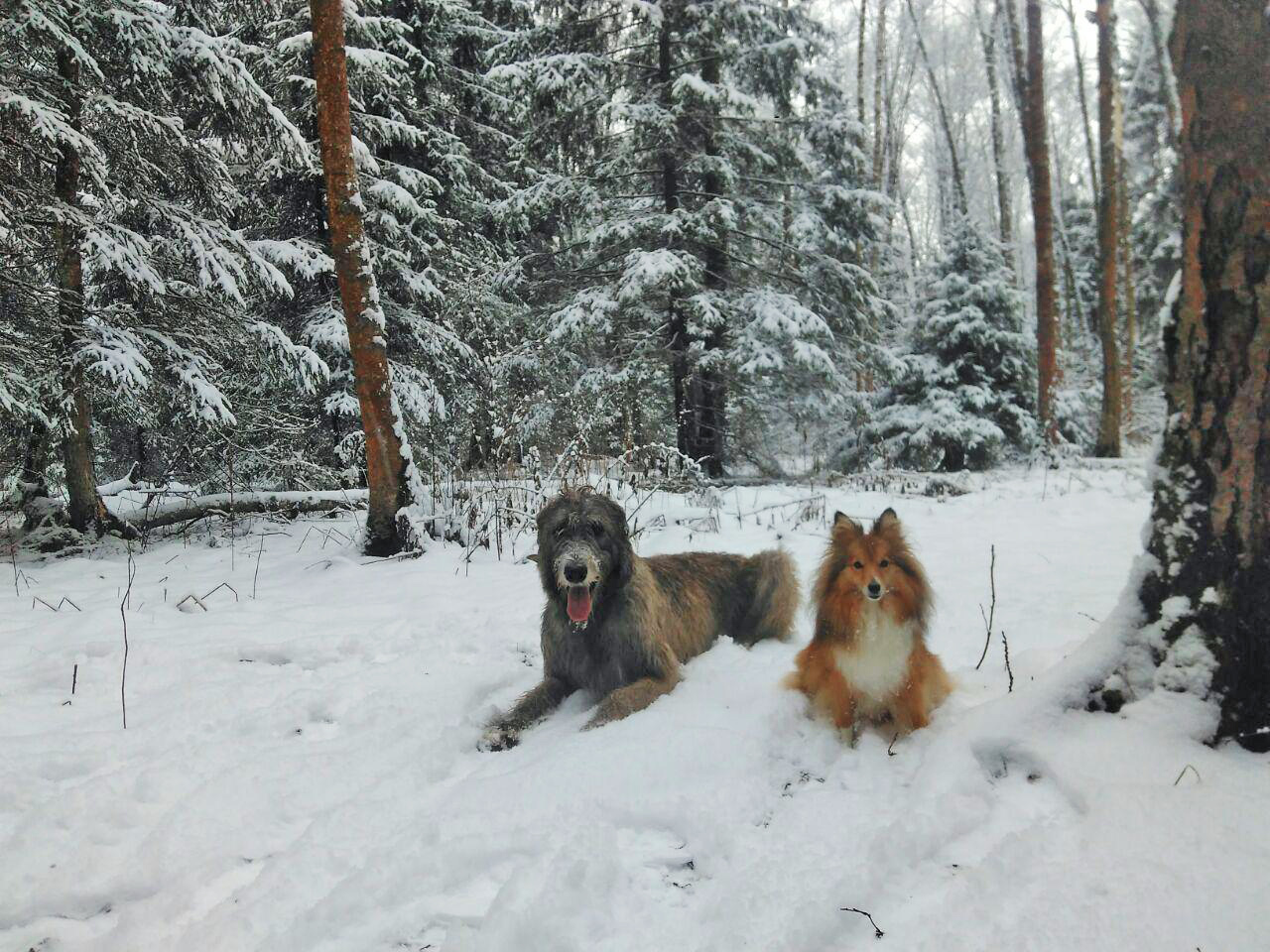 Finally, snow in Moscow. - My, Irish wolfhound, Wookiees, Chewbacca, Dog, Forest, Winter, Longpost