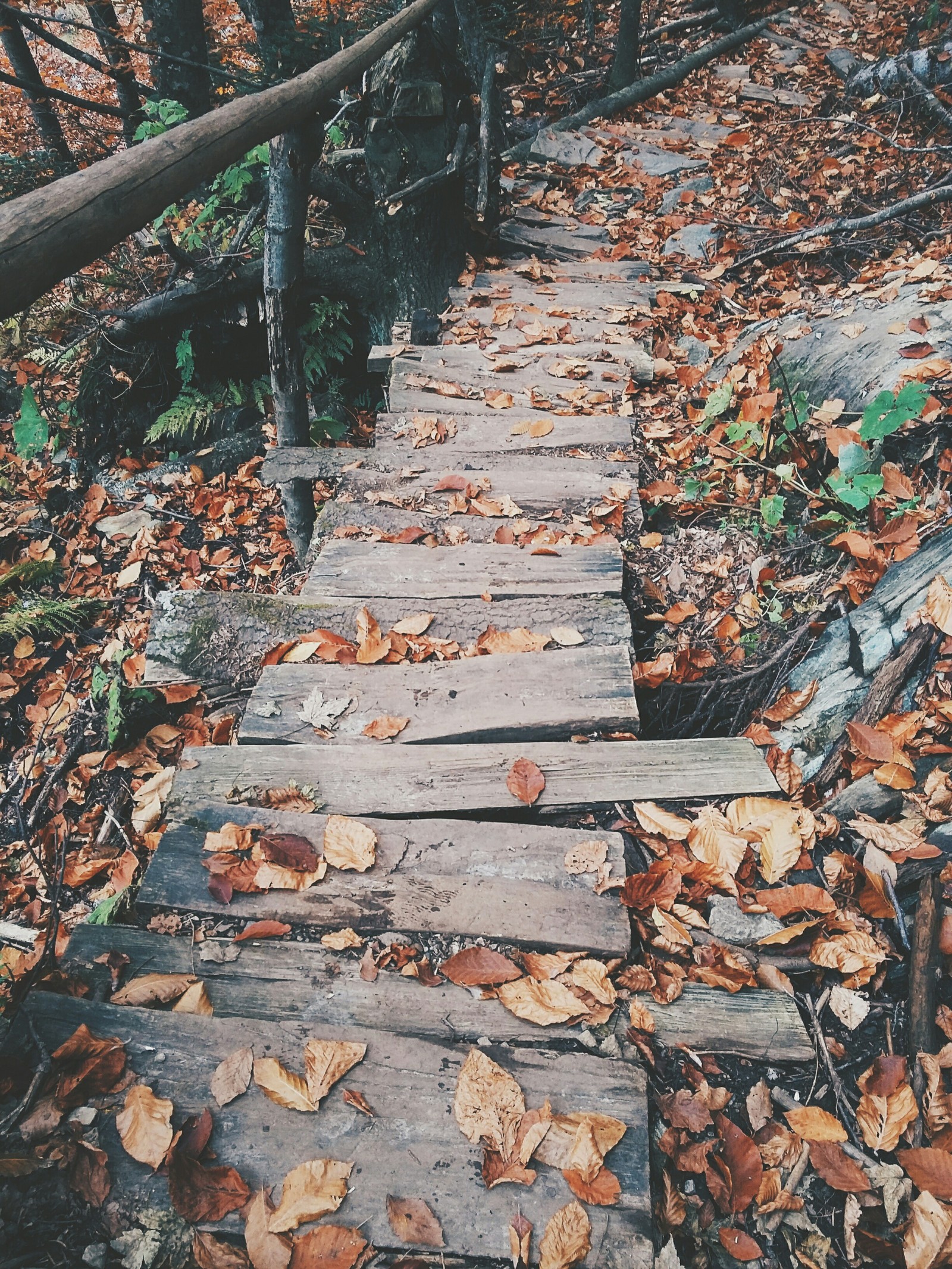 Autumn Dombai - My, Dombay, Nature, The nature of Russia, Travels, Longpost