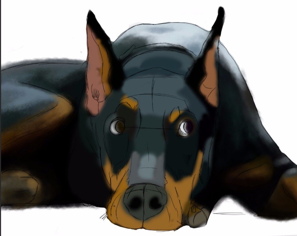 how i drew a doberman - My, Doberman, Illustrations, Dog, Digital drawing, Photoshop, Realism, League of Artists, Drawing process, Longpost