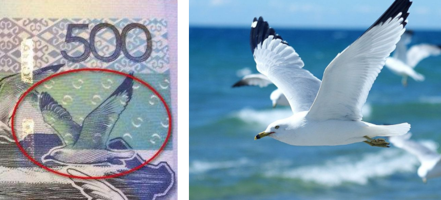 500 tenge and a seagull. - Tenge, Seagulls, Authorship, Longpost