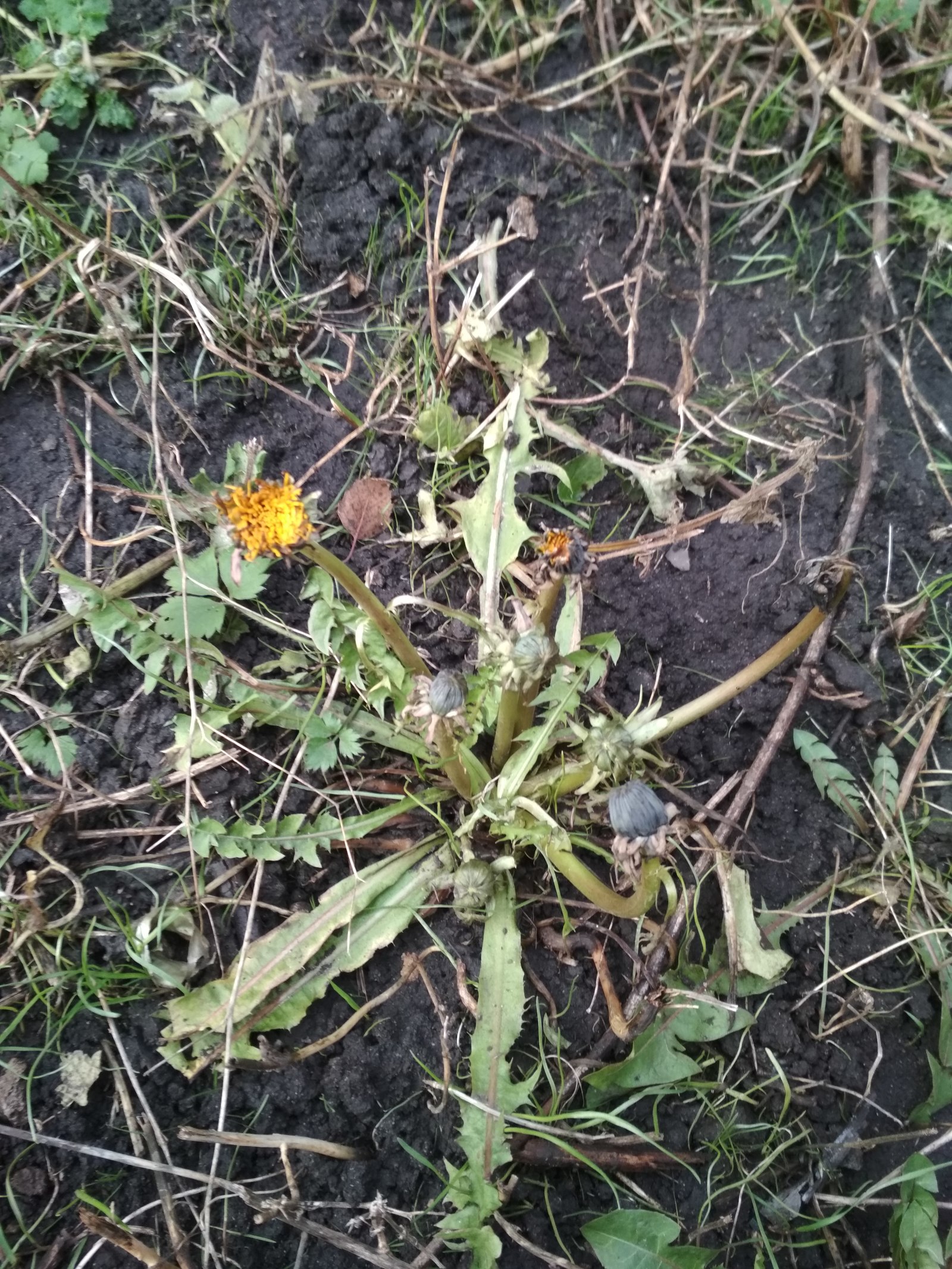 January 13, dandelions bloom on the street in the Lipetsk region))) - Dandelion, Flowers, Winter