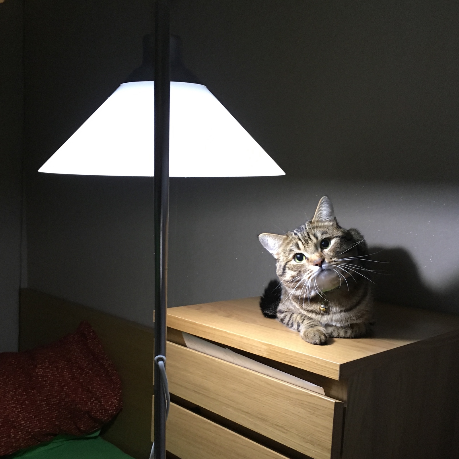 Sub-lamp cat. - My, cat, Лампа, Catomafia, Fluffy, Longpost