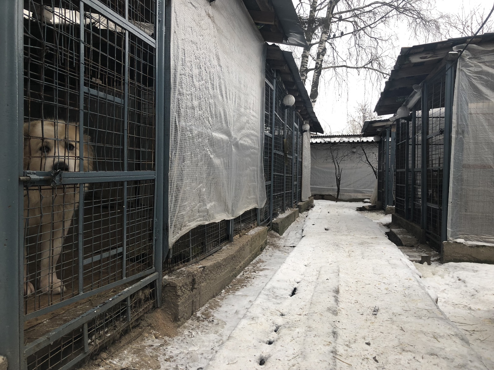 Shermetevsky dog ??shelter - My, Sheremetyevo Shelter, Animal shelter, Khimki, Longpost