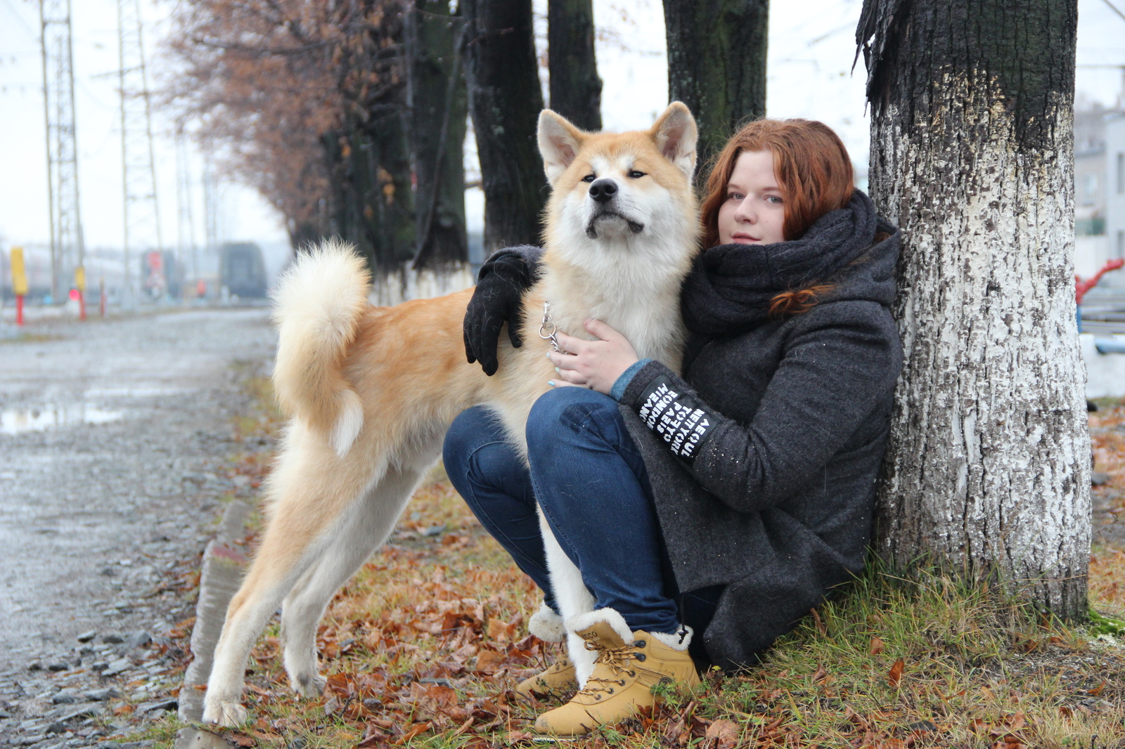 Transformation from plush toy to dog - My, Akita inu, , Dog, Longpost