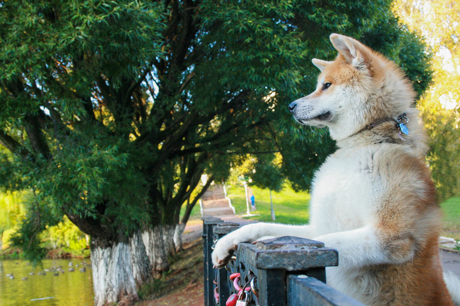 Transformation from plush toy to dog - My, Akita inu, , Dog, Longpost