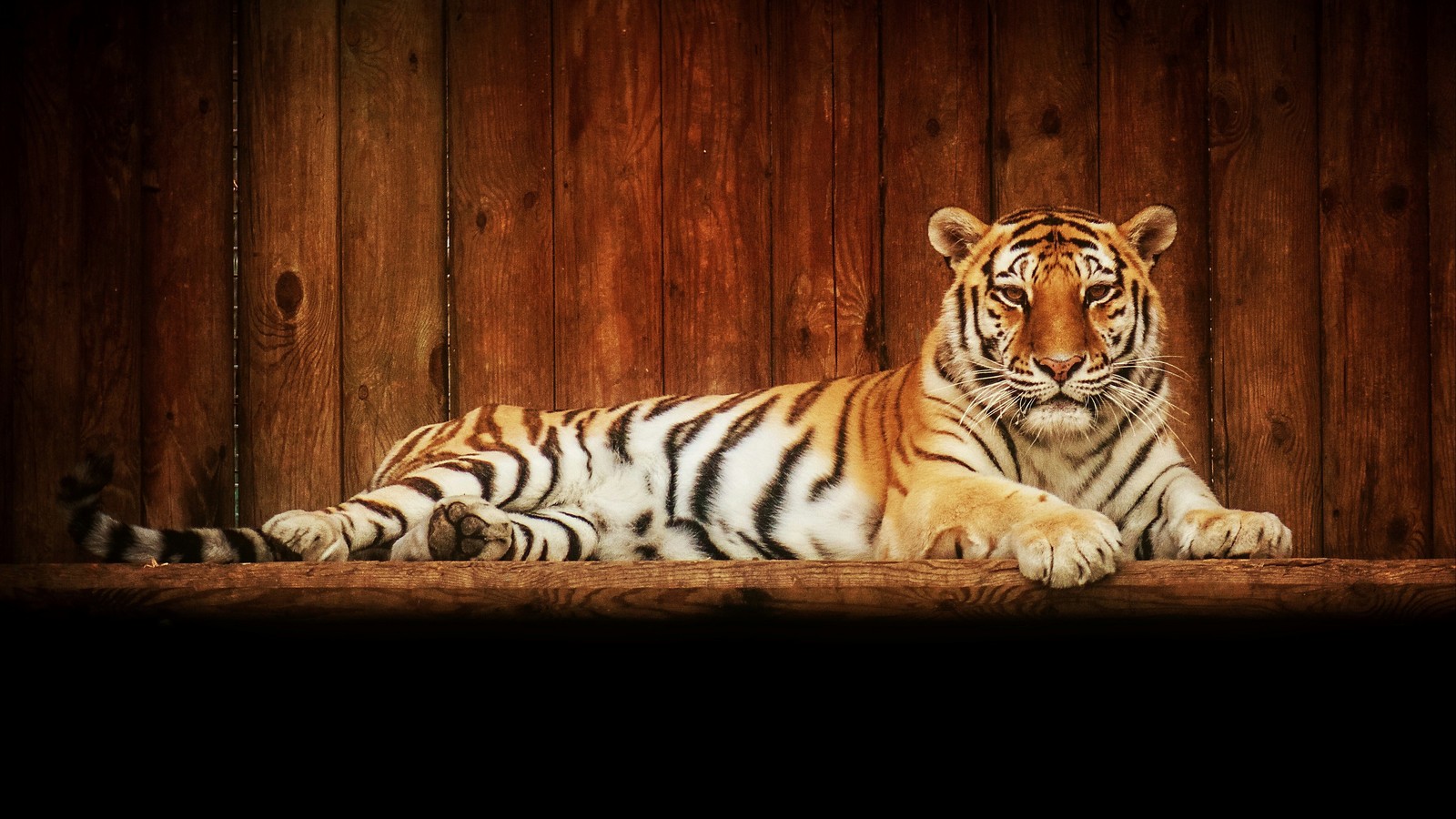 Inhabitants of the Rostov Zoo - My, Zoo, Animals, Rostov-on-Don, Portrait, Fauna, Longpost