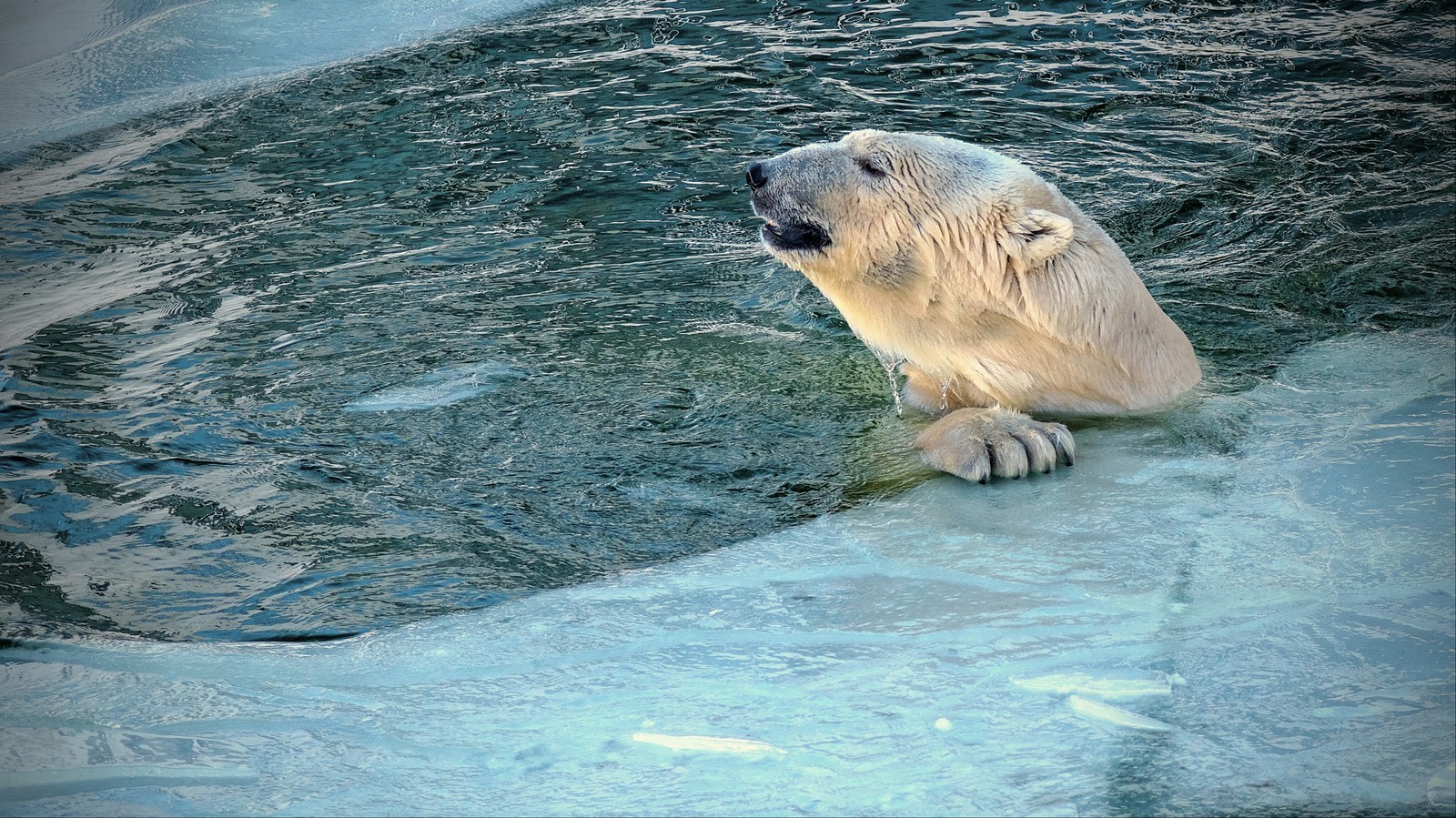 Inhabitants of the Rostov Zoo - My, Zoo, Animals, Rostov-on-Don, Portrait, Fauna, Longpost