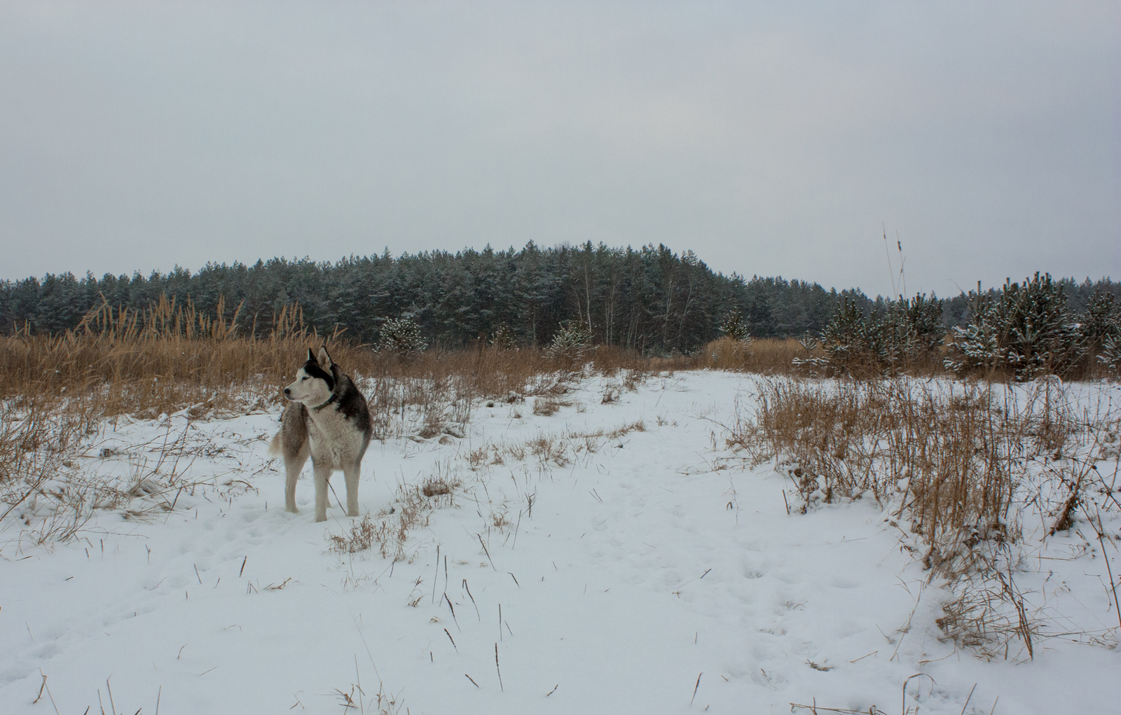 By rack - My, Canon 450d, Canon, Dog, Husky, Field, Forest, Winter