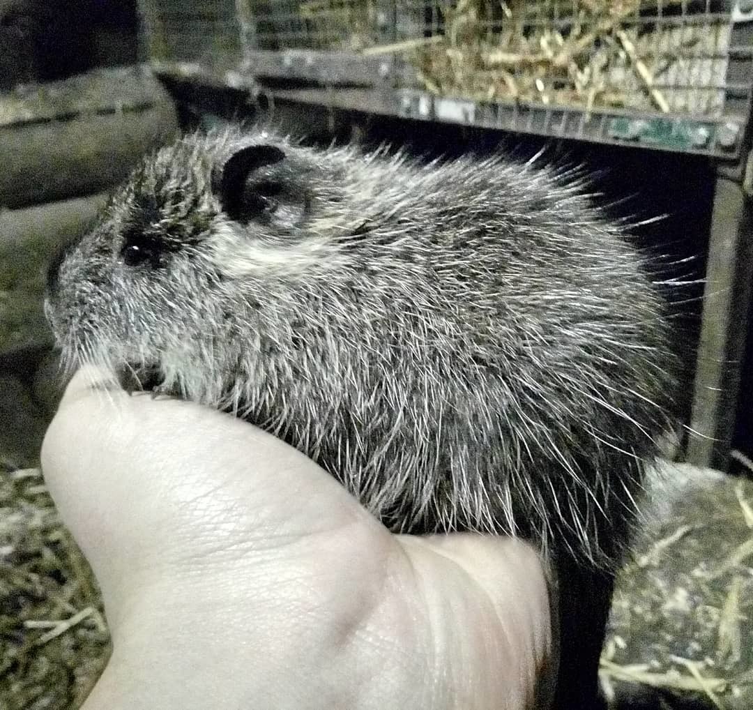 Here she is, little nutria ^_^ - Nutria, , Animals