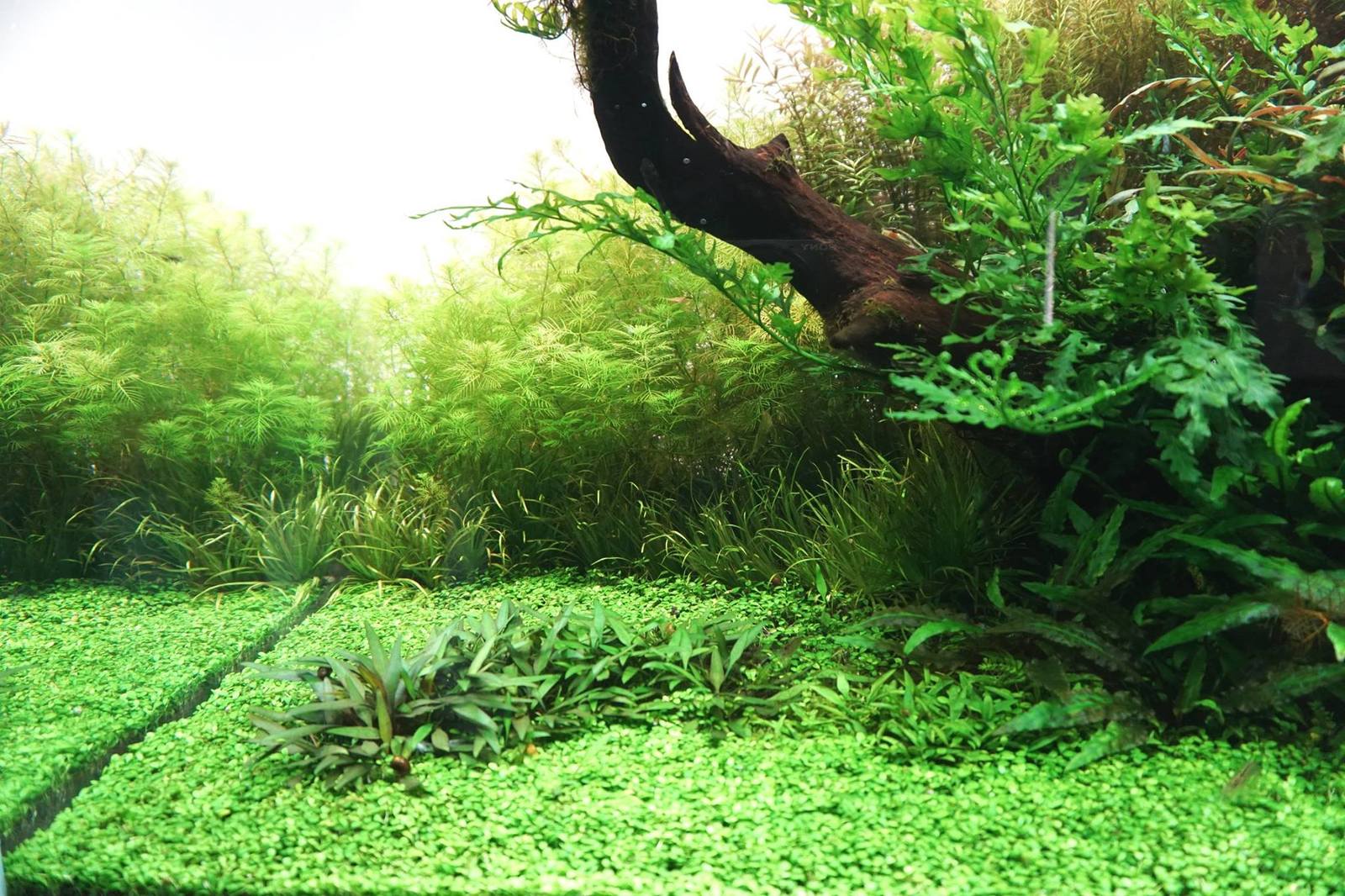 underwater lawn - Aquarium plants, Aquarium