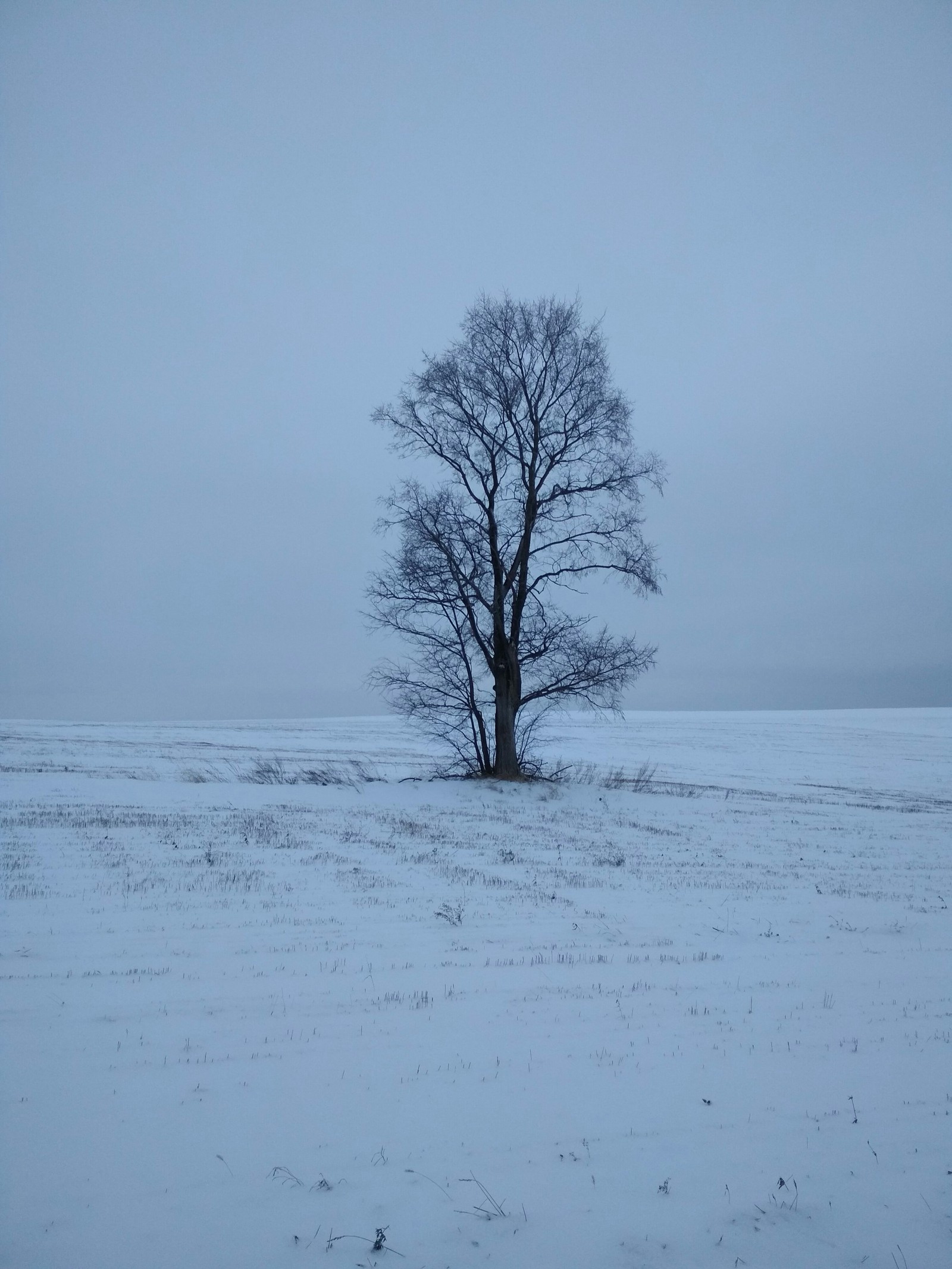 From the life of a tree - Wood, Tree, Tree, Nature, beauty of nature, Longpost