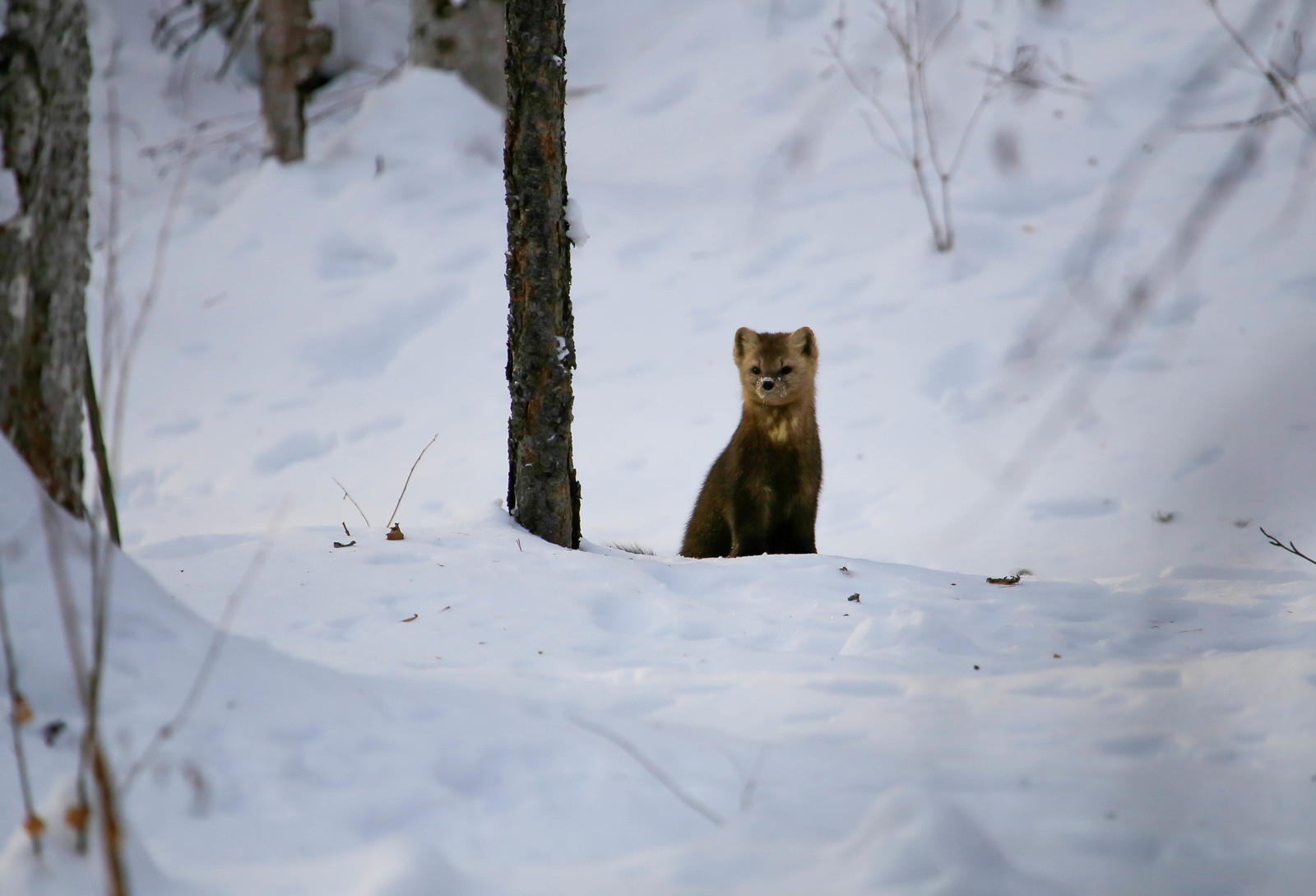 About Sable Baby - 2 - Barguzin Nature Reserve, Artur Murzakhanov, Communication, State Inspector, Longpost, Sable