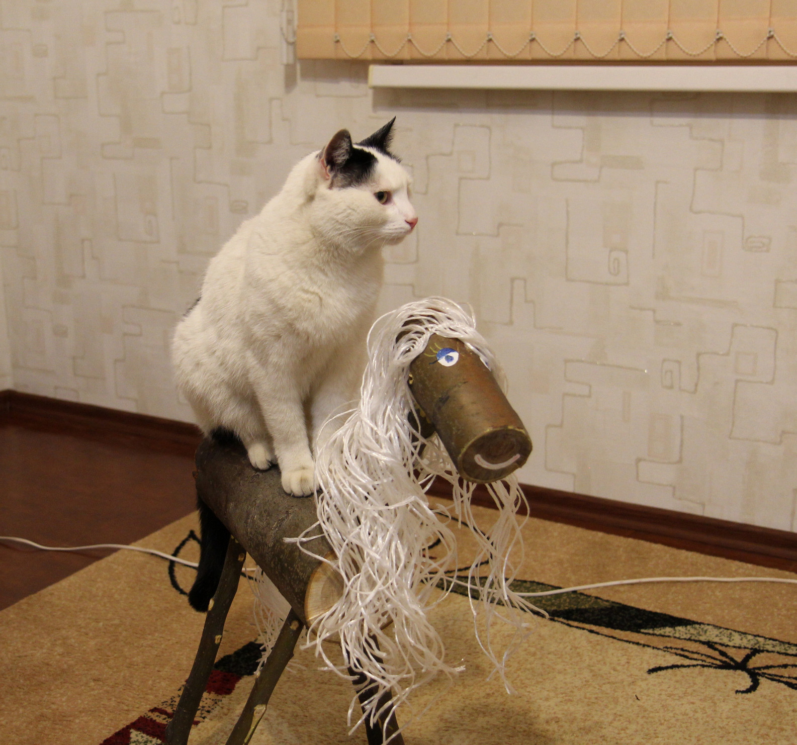 Rider - cat, Horses