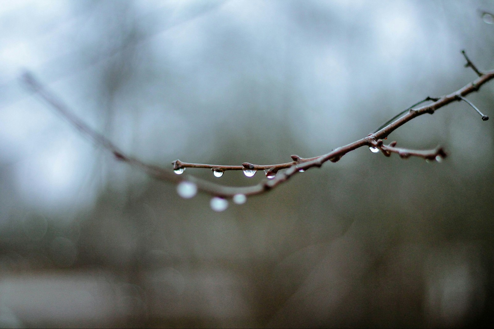 Pskov. - My, Forest, January, The photo, Nature, Canon 1100d, 50mm, Longpost