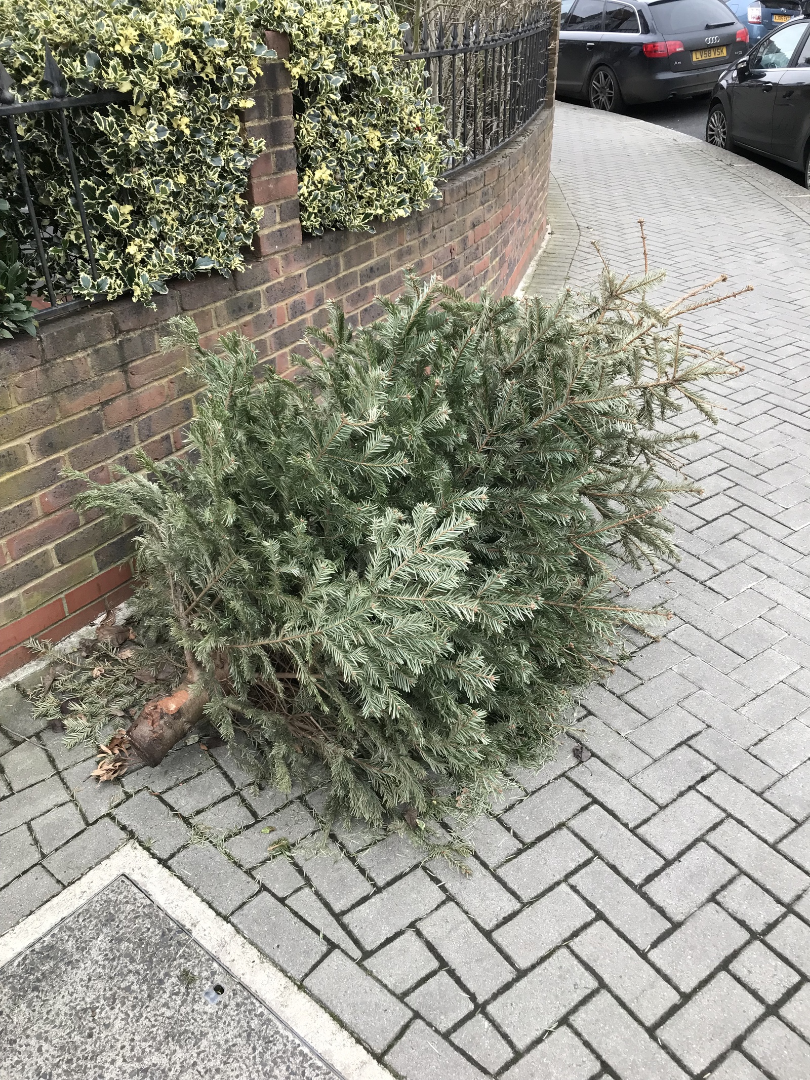 How Christmas trees are thrown away in England - My, Christmas trees, New Year, England, Longpost