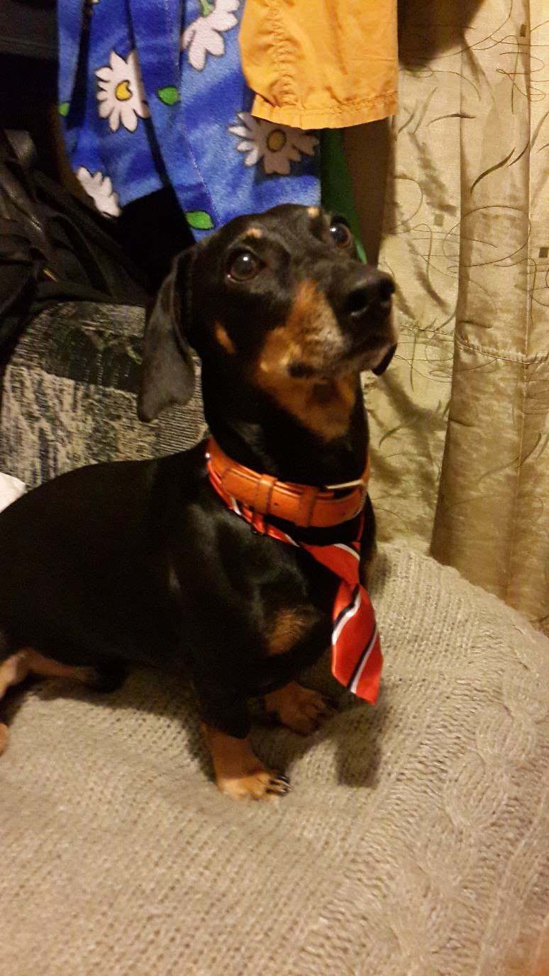 Gave the dog a tie - My, Dachshund, Dog, Tie, Interview, The photo, Longpost