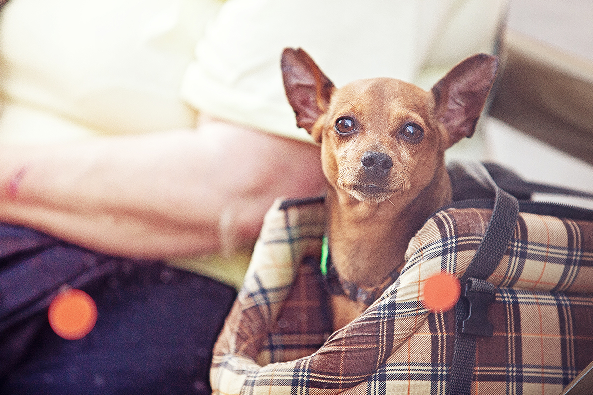 When you wait for her to come. - My, Dog, Prague, Mood, Friend of human, Lifestyle, Czech, Longpost