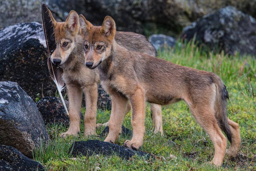 They are already learning to bite the barrel. - My, Wolf, Cheetah, Animals