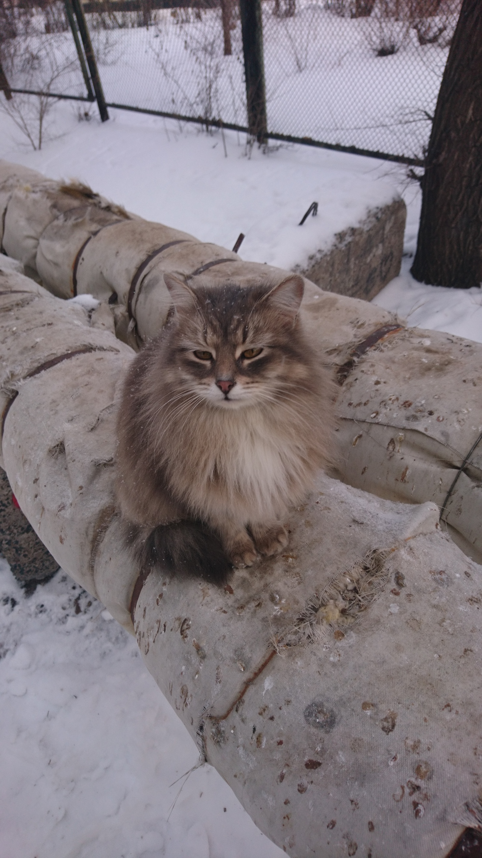 Зимний котик - Моё, Котик не мой, Кот, Кот пушистик, Приуныл, Холодно, Длиннопост