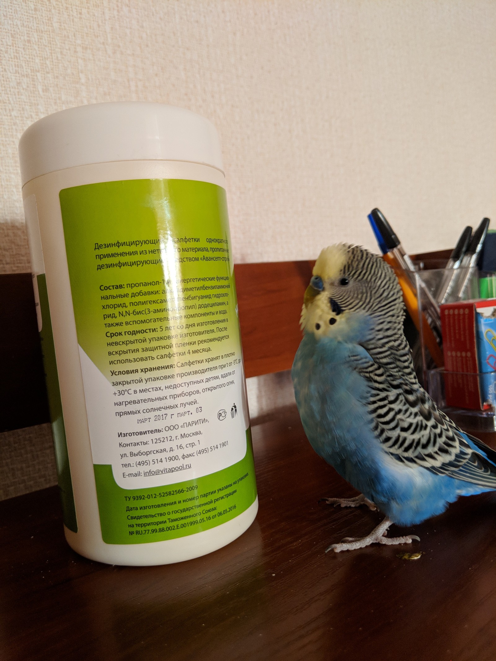 Learning to read - My, A parrot, Budgies, Longpost