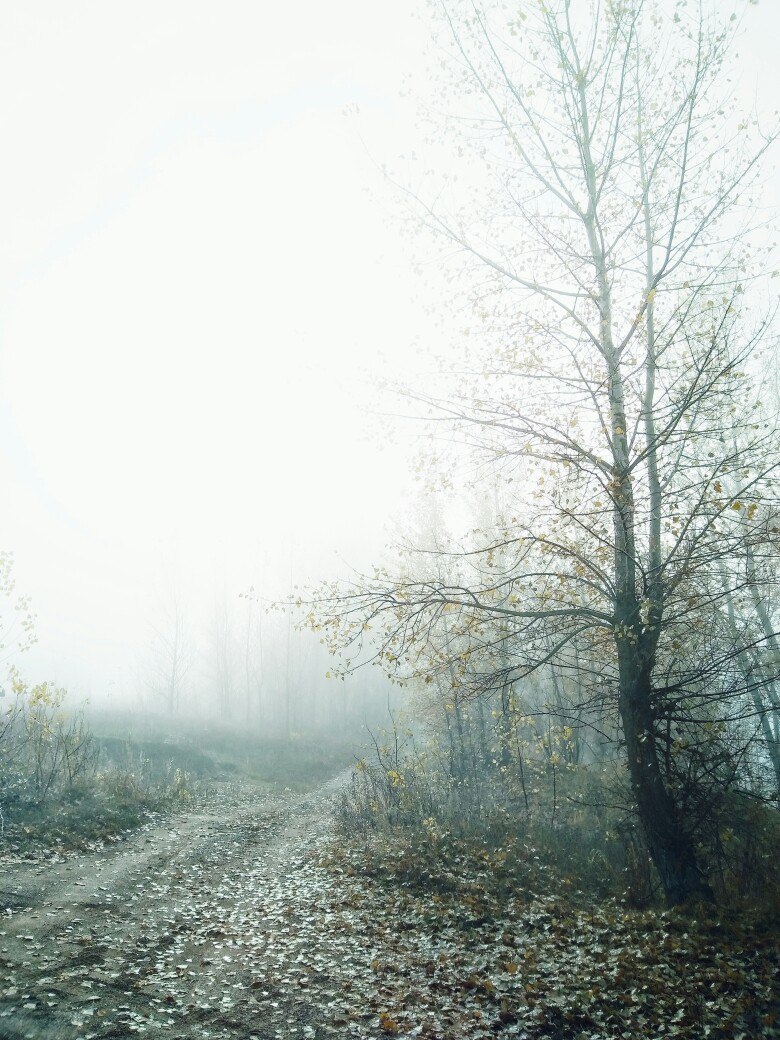 One morning - My, The photo, Fog, Landscape, Longpost