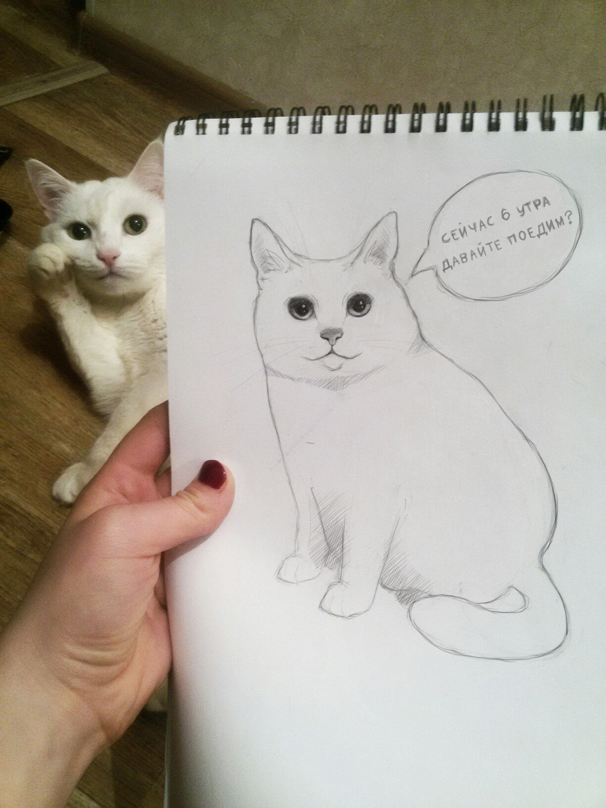 Why not? - My, Drawing, cat, Pencil drawing, Sketch