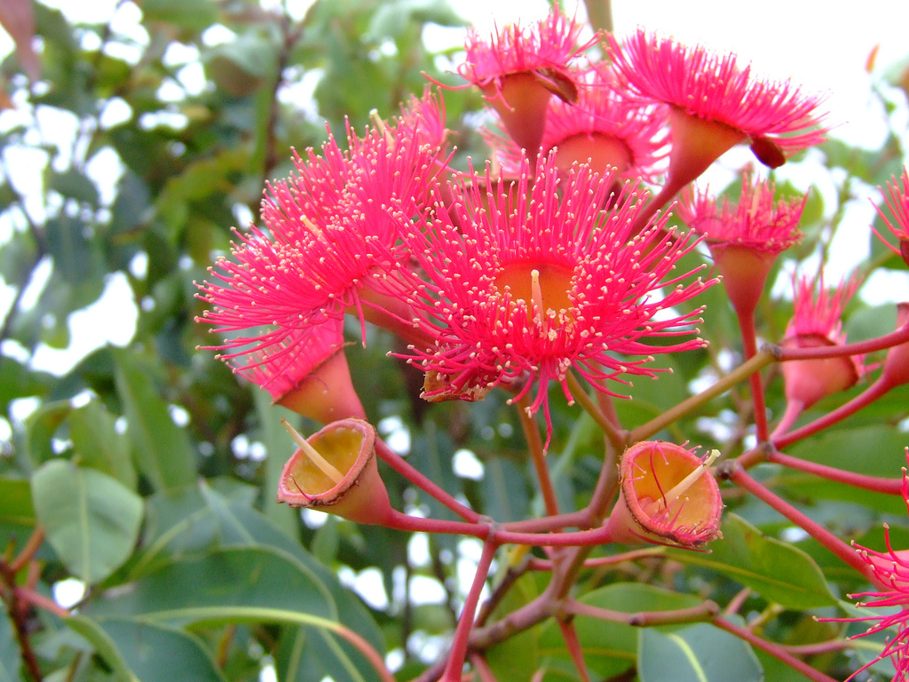 Eucalyptus flower - Flowers, beauty, Nature