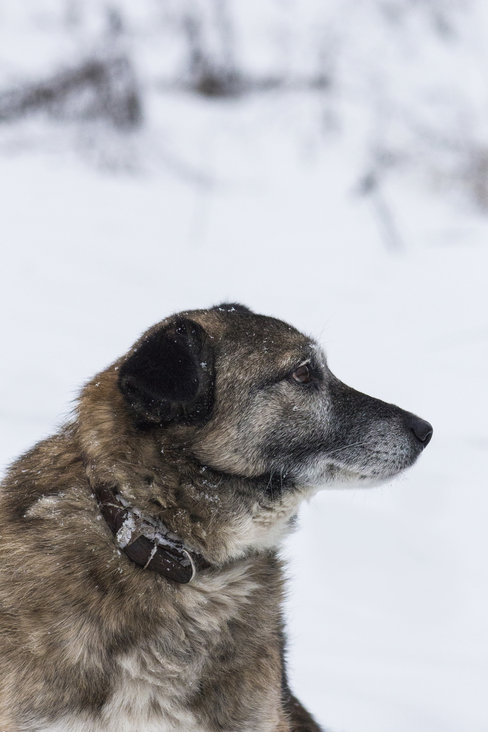 Winter - My, Winter, Dog, Birds, Icicles, Canon, Beginning photographer, Longpost, The photo