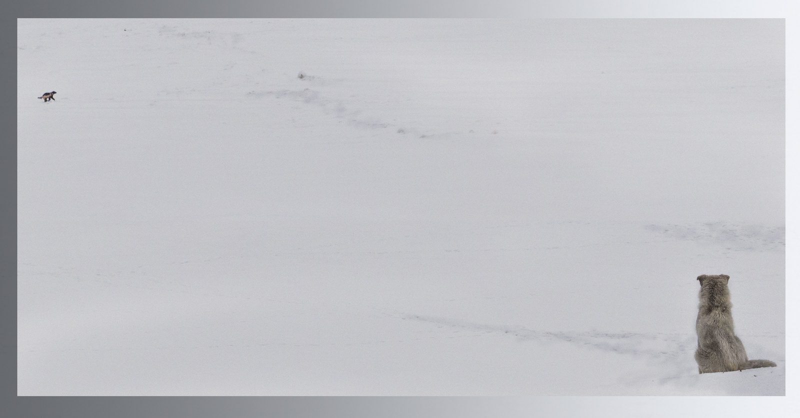 Wolverines nearby - My, Wild animals, Wolverines, Chukotka, Dog, Longpost