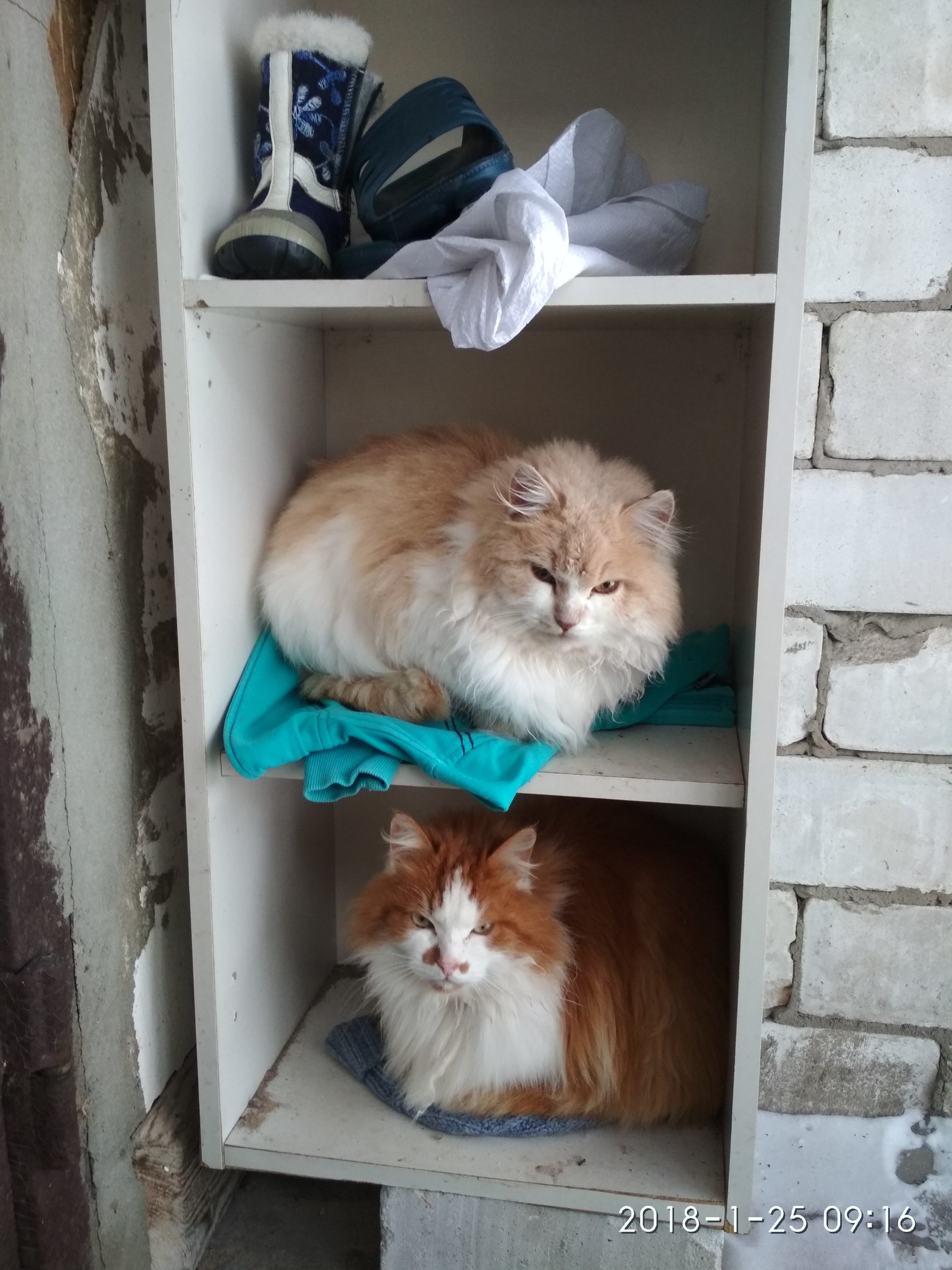 Cat hostel - My, cat, My, Lazy