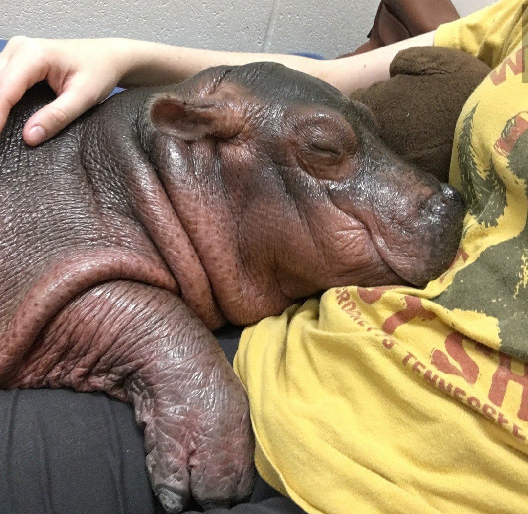 Fiona at the Cincinnati Zoo turned one year old yesterday! - hippopotamus, Birthday, Zoo, Longpost