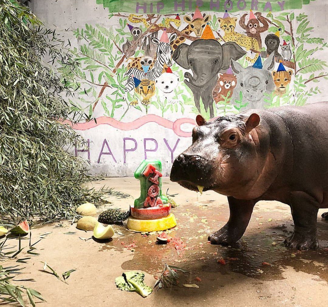 Fiona at the Cincinnati Zoo turned one year old yesterday! - hippopotamus, Birthday, Zoo, Longpost