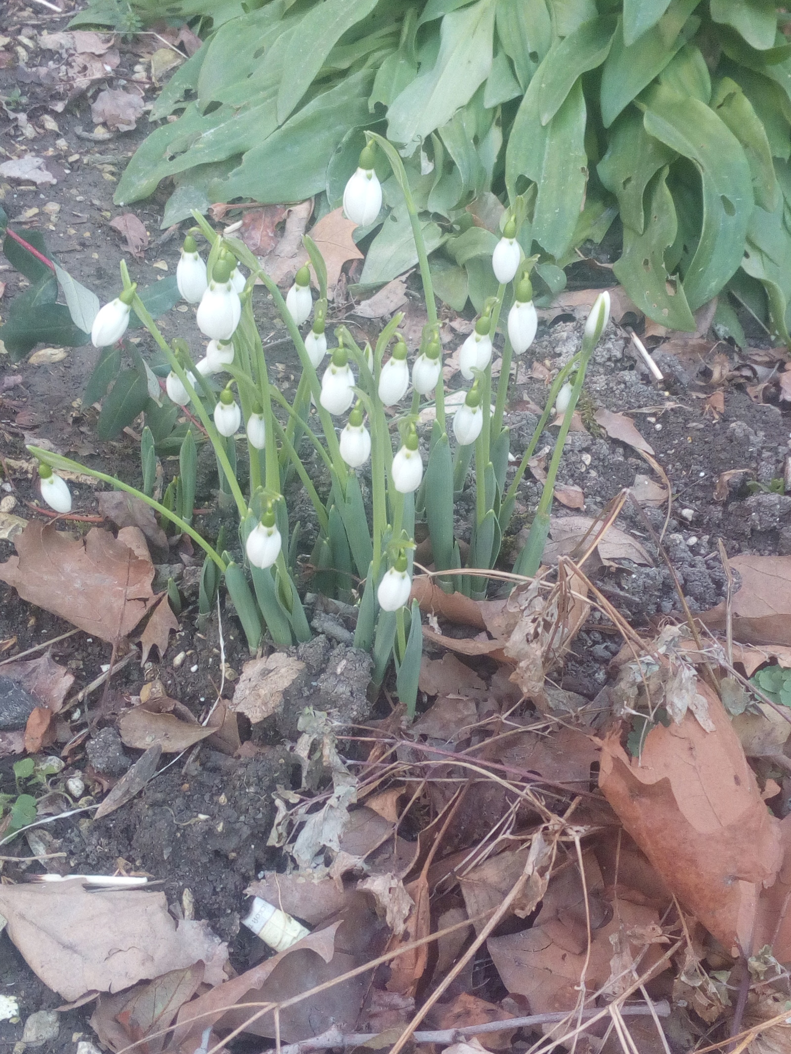 Winter in Gelendzhik! Outside -6°. - My, Gelendzhik, Winter, Snowdrops, Snowdrops flowers