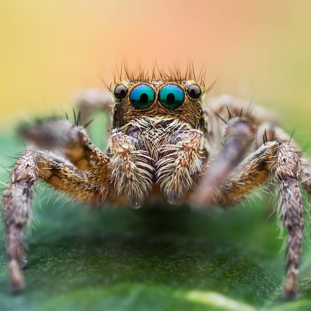 macro photography of spiders - Macro photography, Spider, The photo, Longpost