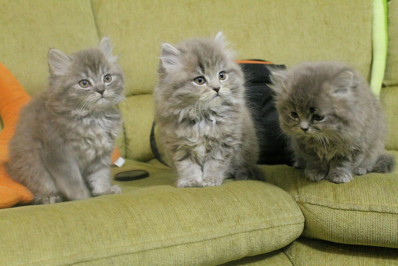 Three cat-heroes - My, cat, Kittens, , Fluffy, Milota