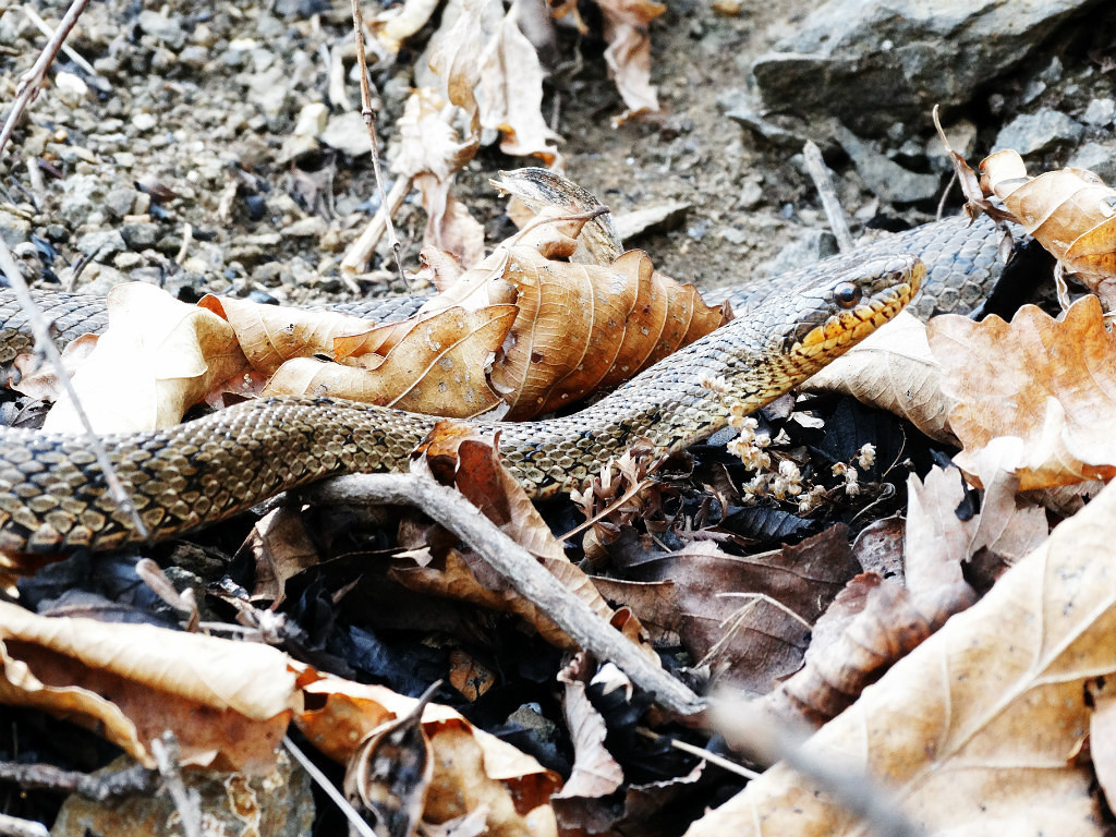 My encounters with non-venomous snakes, on Senka's hat. - My, Дальний Восток, Primorsky Krai, Snake, Oktyabrsky District, Senkina hat, Longpost