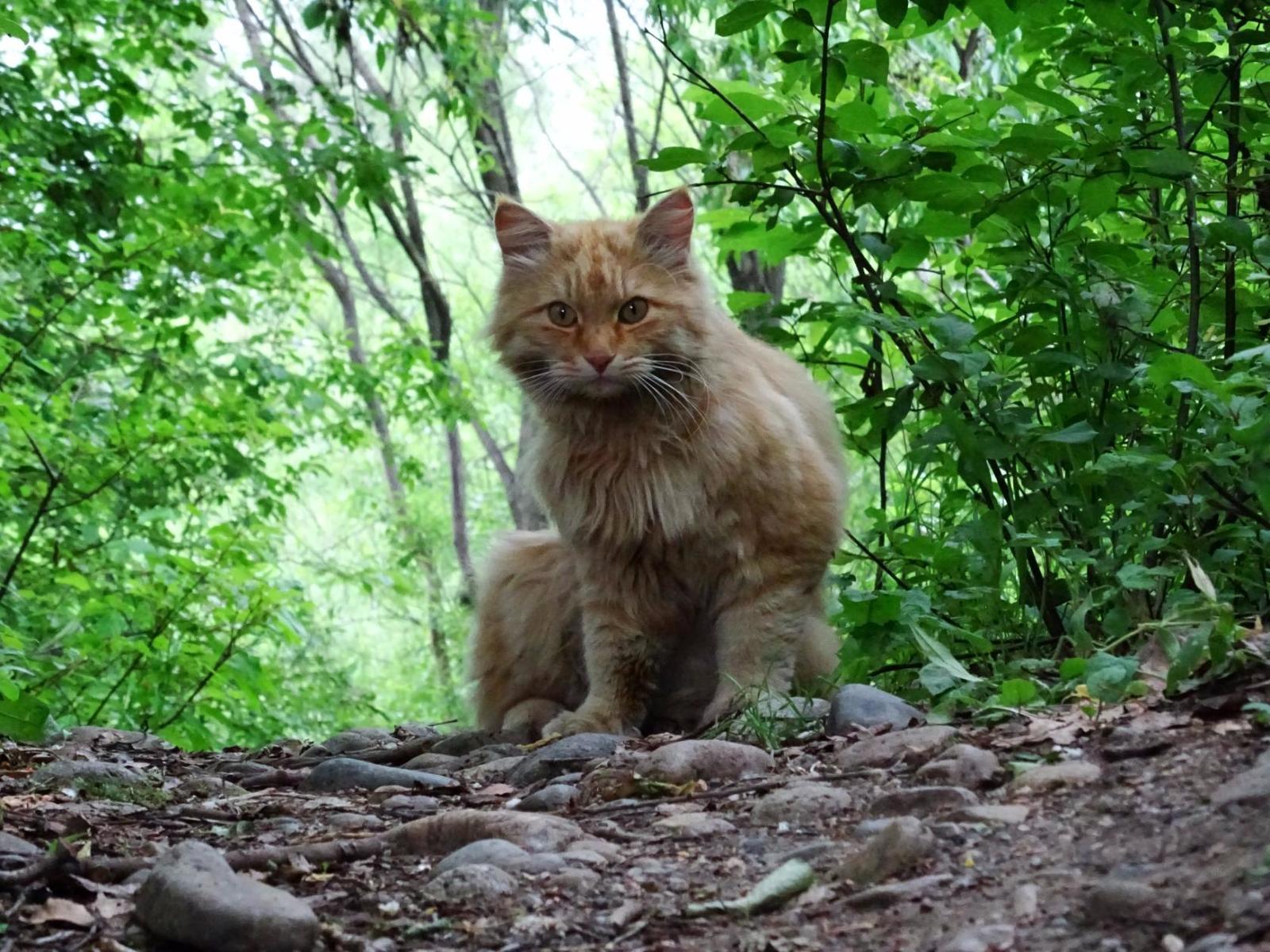 Encounters with a cat on forest paths! - My, cat, Primorsky Krai, Pokrovka, Meeting, Longpost