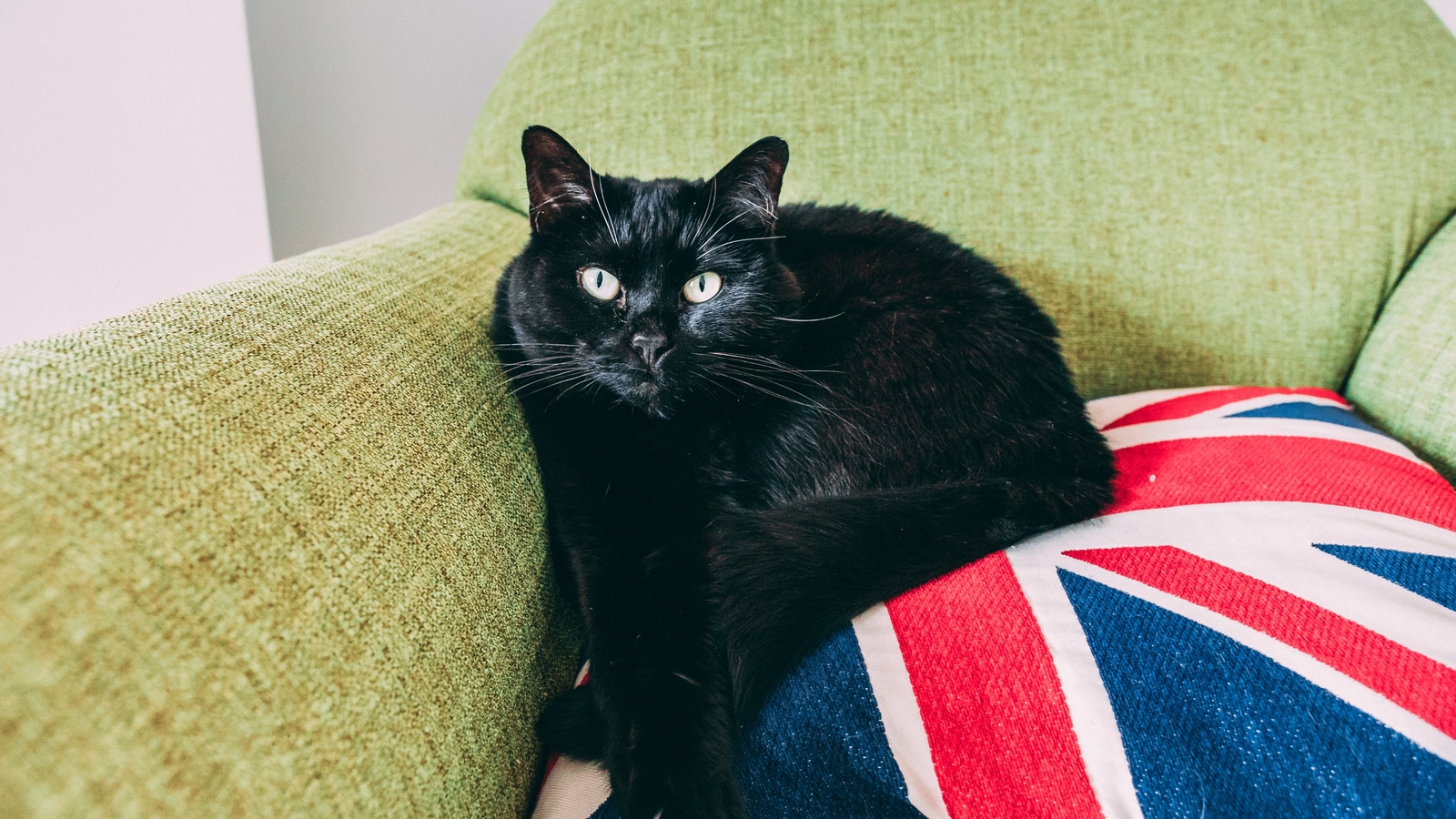 Shades of black - cat, Black, Longpost