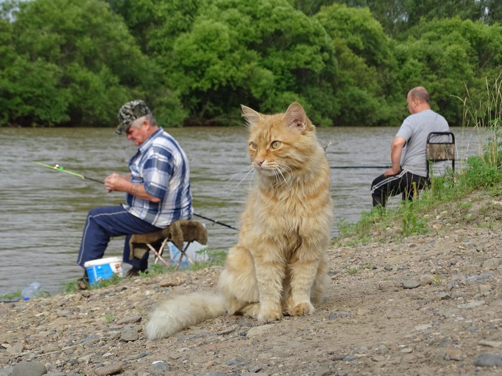 Watching the fishermen. - My, cat, Primorsky Krai, Oktyabrsky District, Razdolnaya River, Pokrovka, Longpost