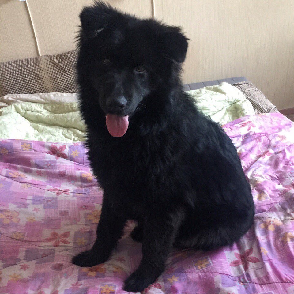 Novosibirsk, help - Dog is looking for a new home! - My, Novosibirsk, Dog, Longpost, Helping animals