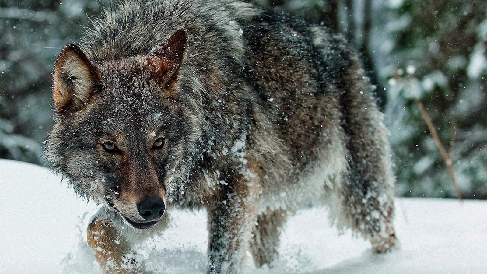 The problem with the number of wolves is getting worse - Population, Wolf, Shooting, Hunting, Statistics