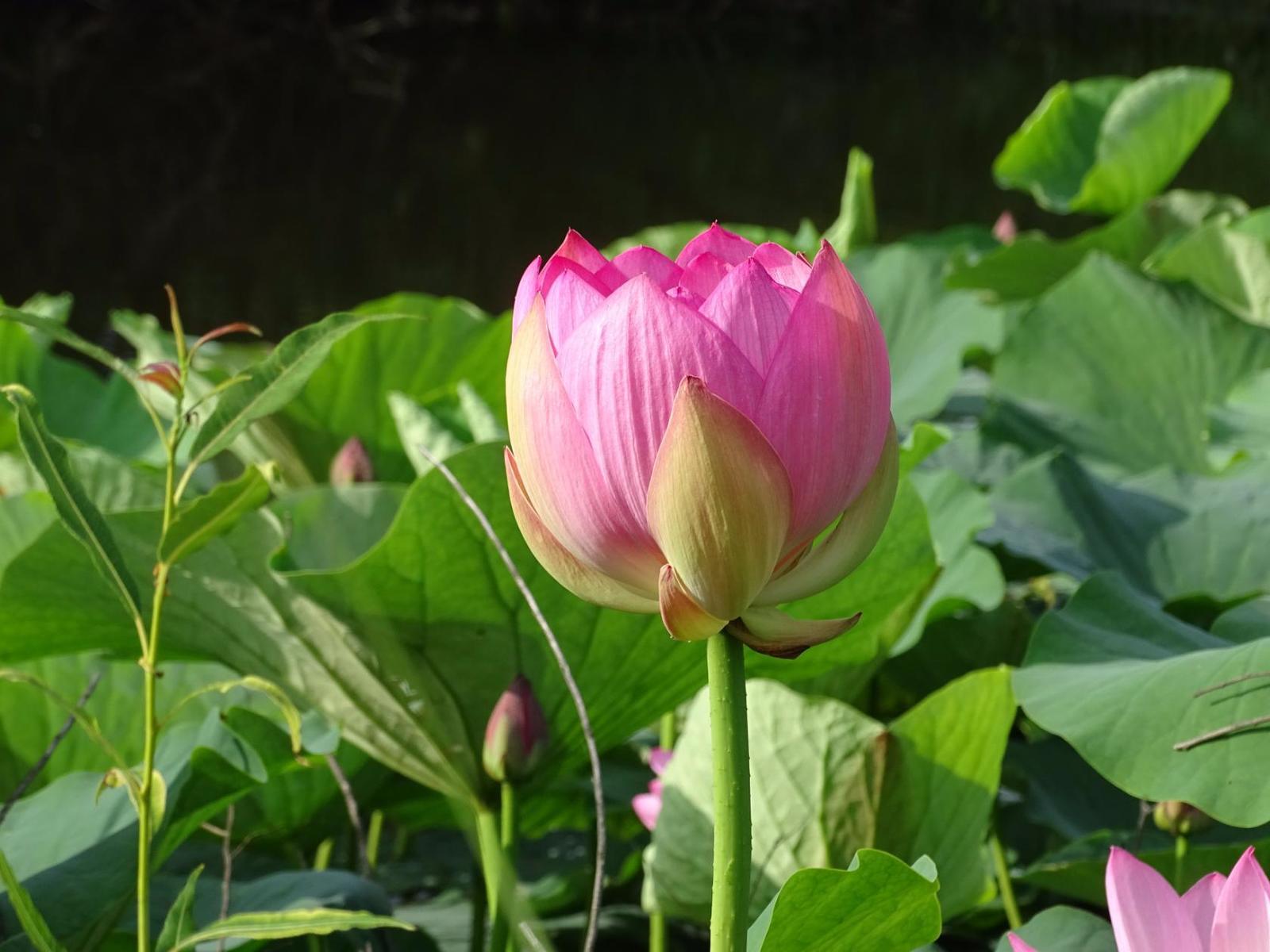 Pokrovsky lotuses - part 2. - My, Дальний Восток, Primorsky Krai, Oktyabrsky District, Pokrovka, Lotus, Longpost