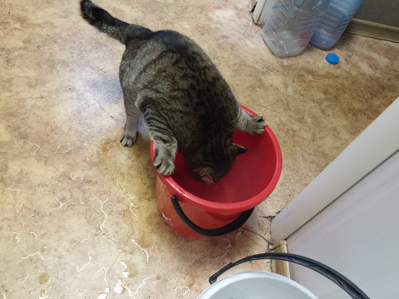 Nice bowl, give me two! - My, cat, Homeless animals, Longpost