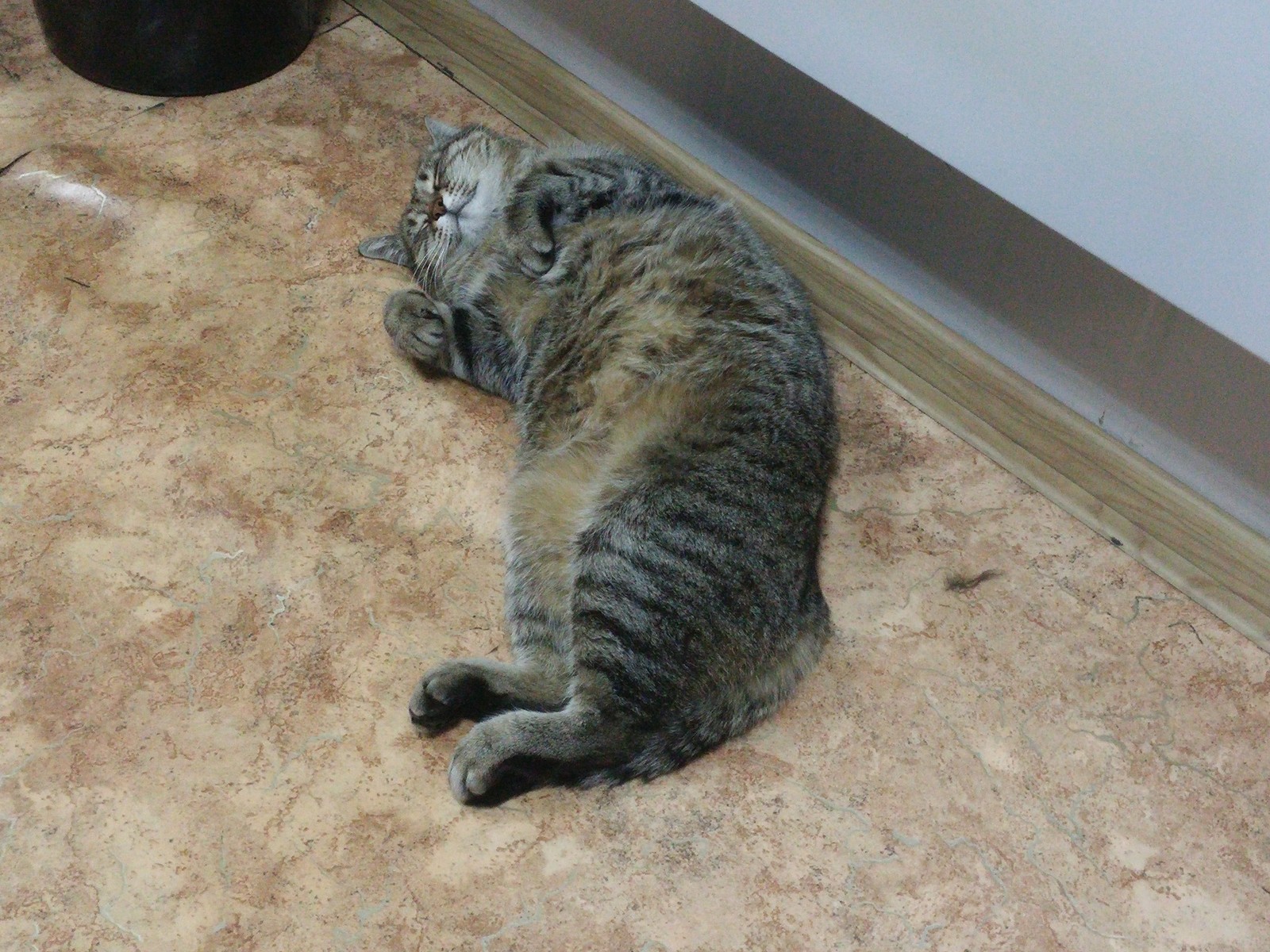 Nice bowl, give me two! - My, cat, Homeless animals, Longpost