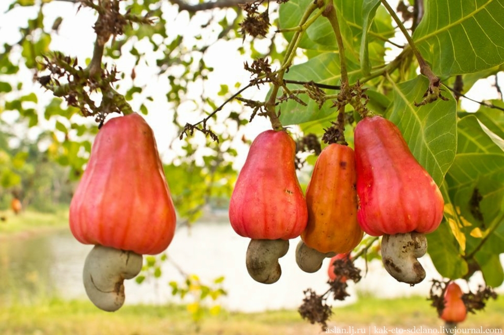 How cashews are grown and processed - My, Cashew, Thailand, Nuts, Longpost