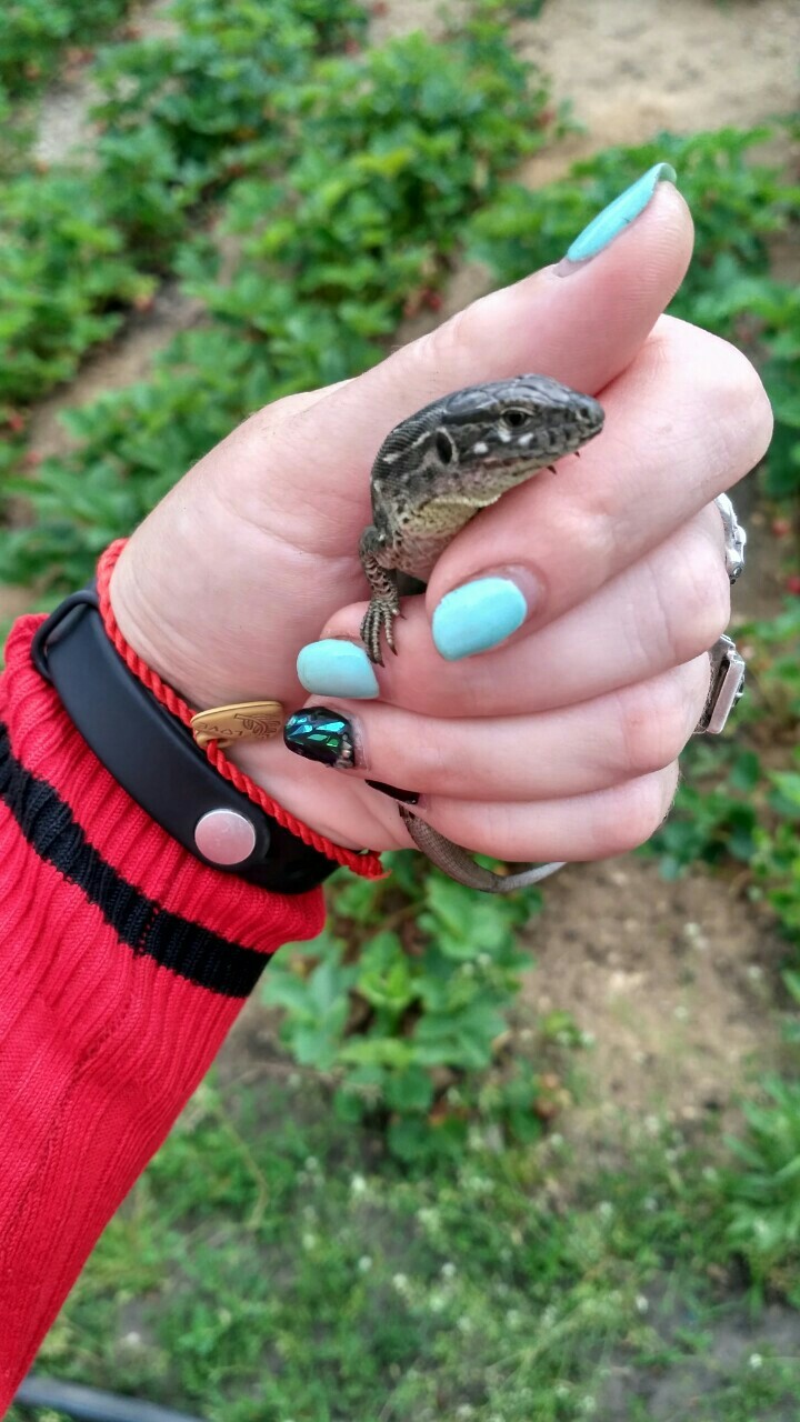 But such a beauty lives in our garden in the summer in potatoes - My, Garden, Lizard, Uninvited guests, Longpost