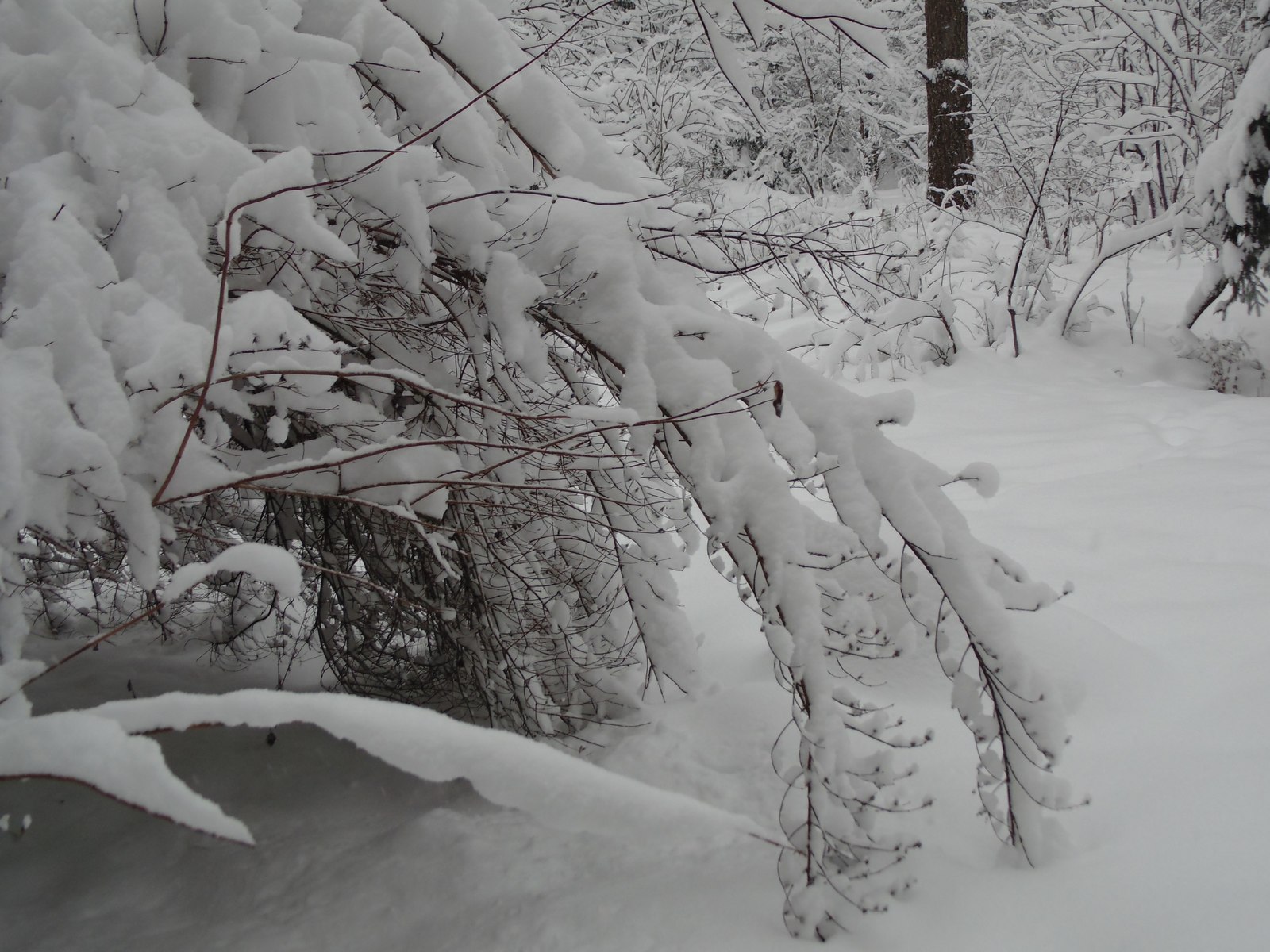 Снегопад... | Пикабу