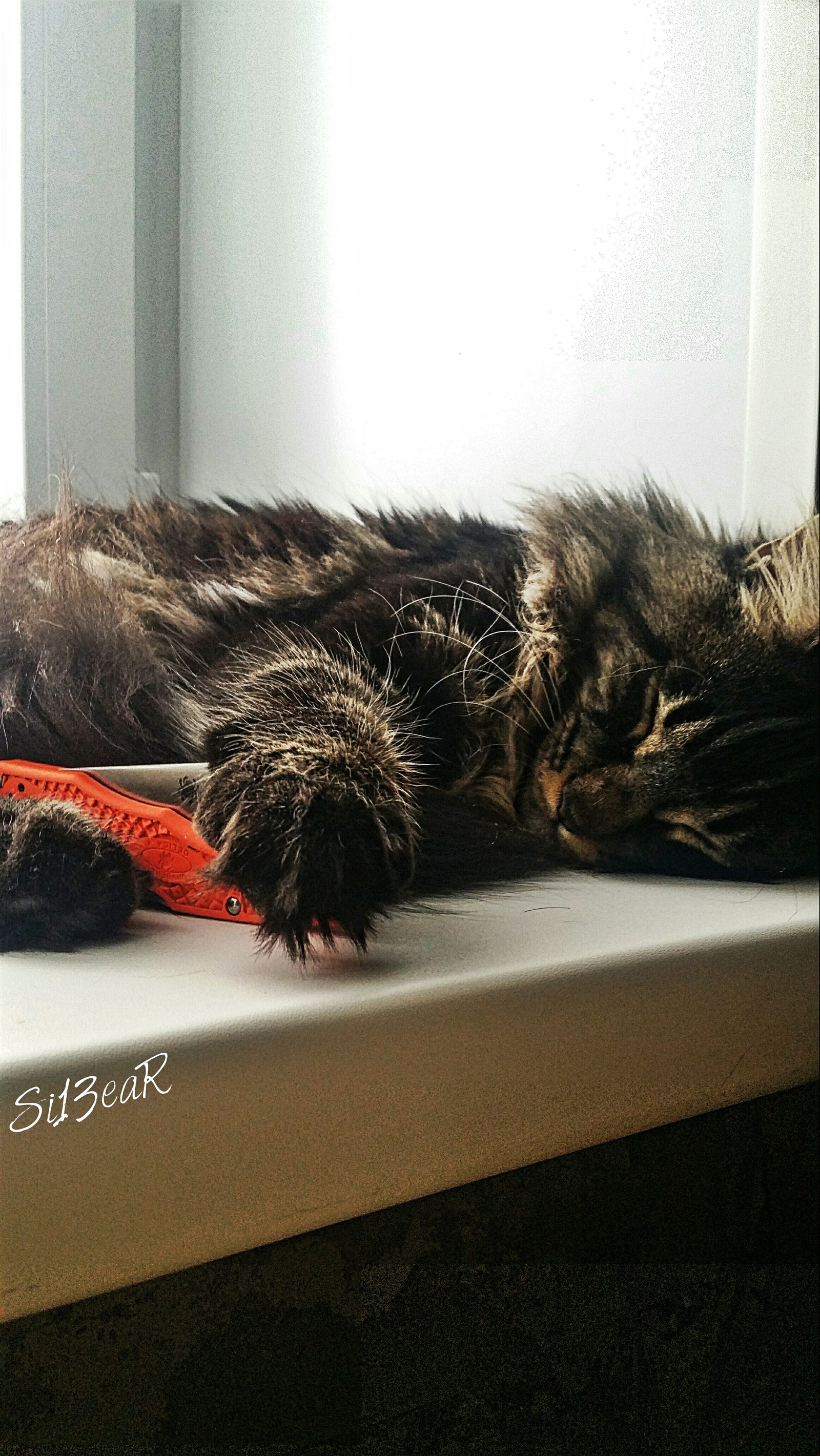 Taki 7 months - My, Maine Coon, Spyderco, Catomafia, cat, Longpost