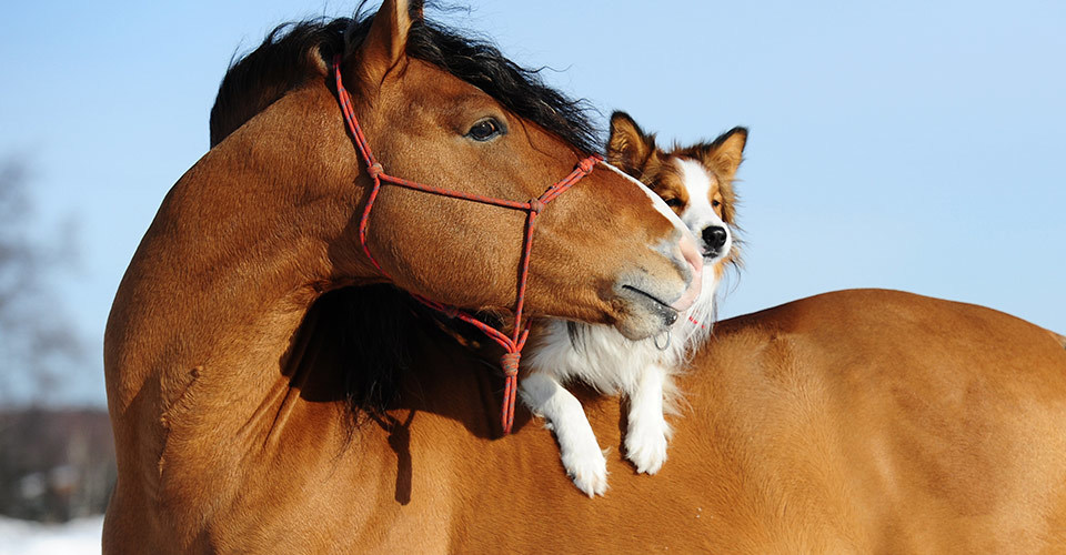 Best friends - Animals, Milota, Longpost